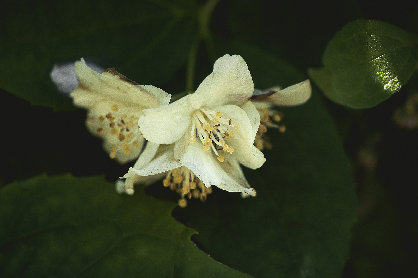 Piccoli fiori