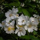 Piccoli fiori bianchi