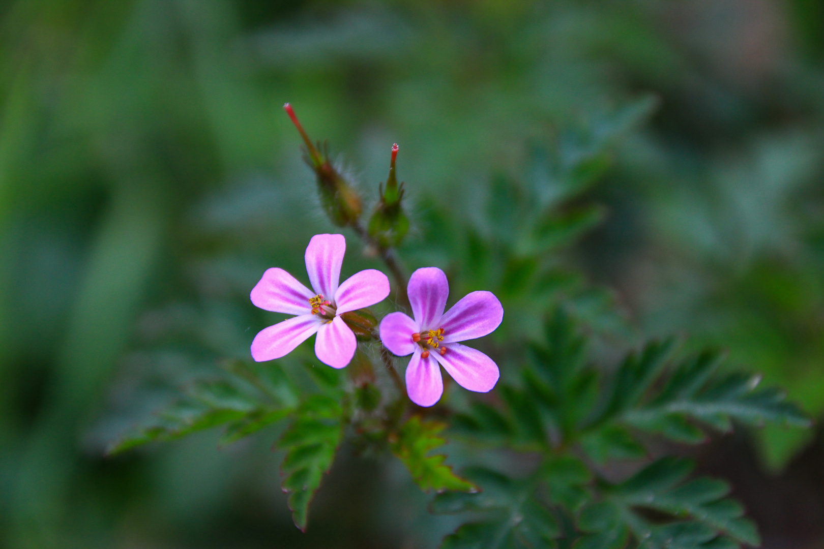 piccoli fiori