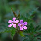 piccoli fiori