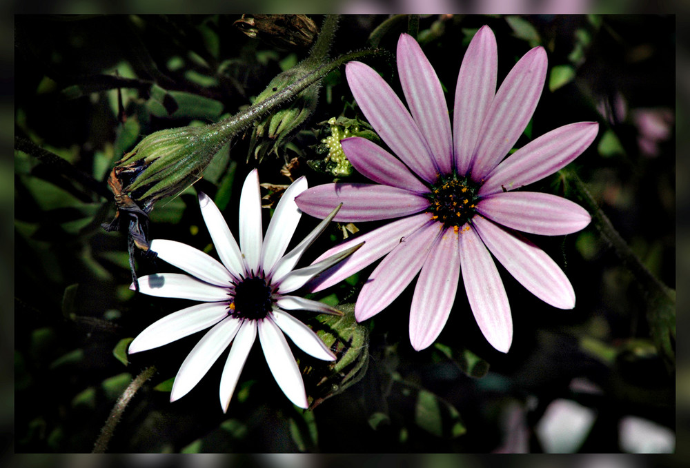 Piccoli fiori