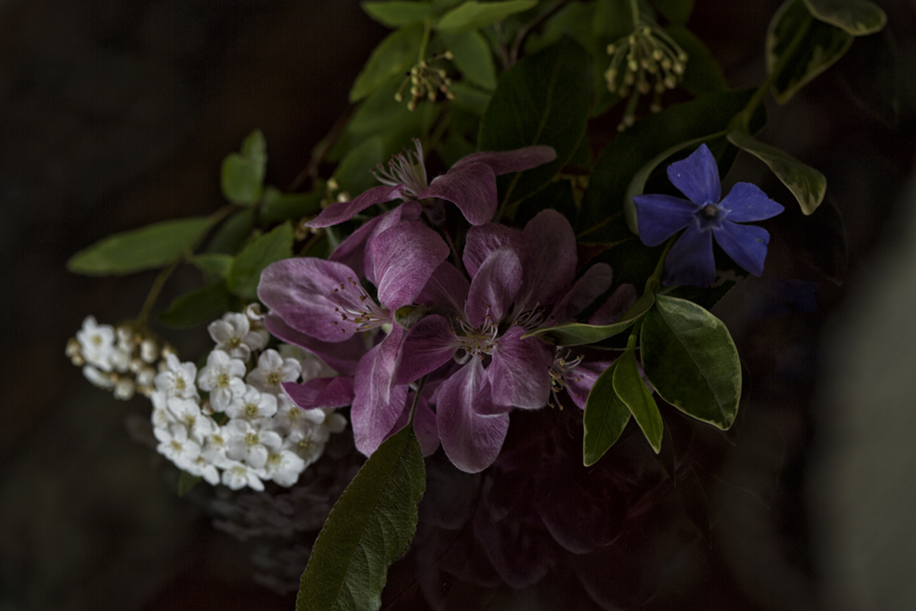 Piccoli fiori