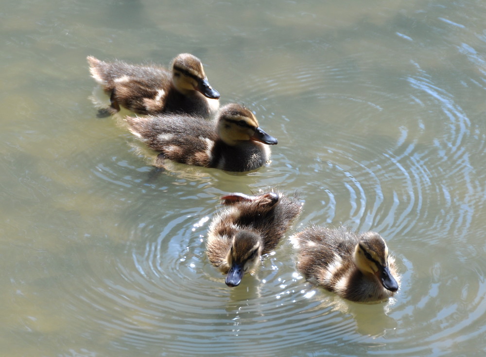 Piccoli germani