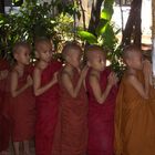 piccoli monaci birmani