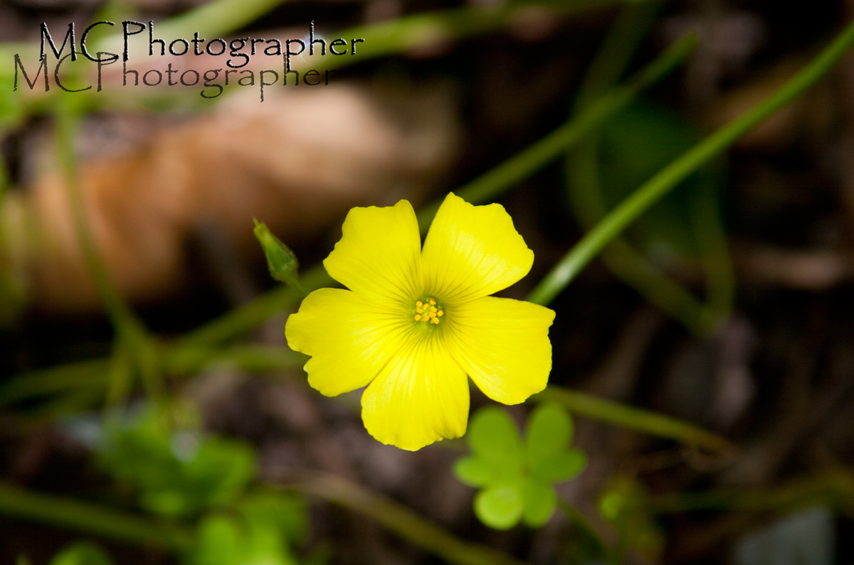 Piccoli particolari della natura