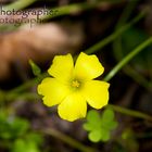 Piccoli particolari della natura