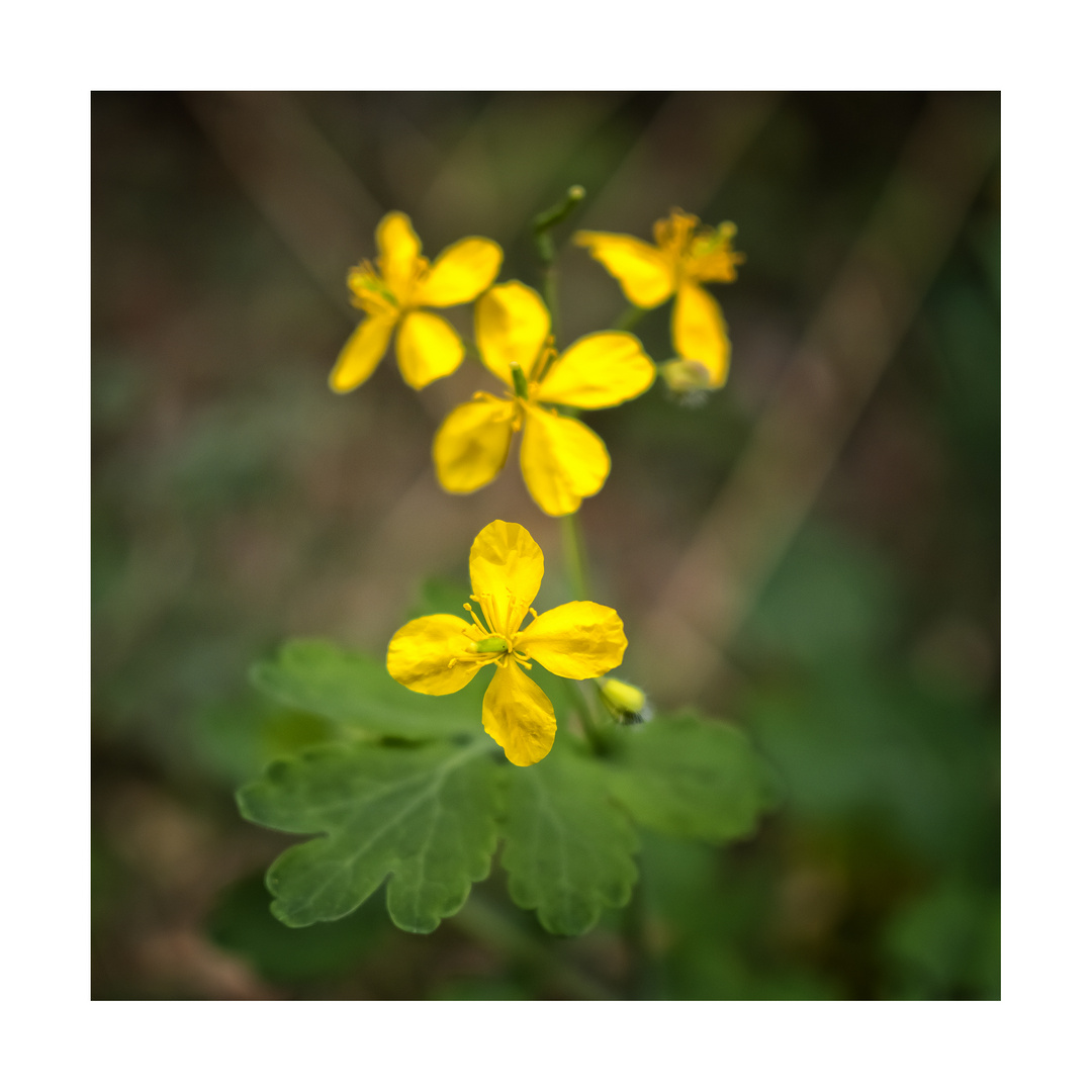 Piccoli petali gialli