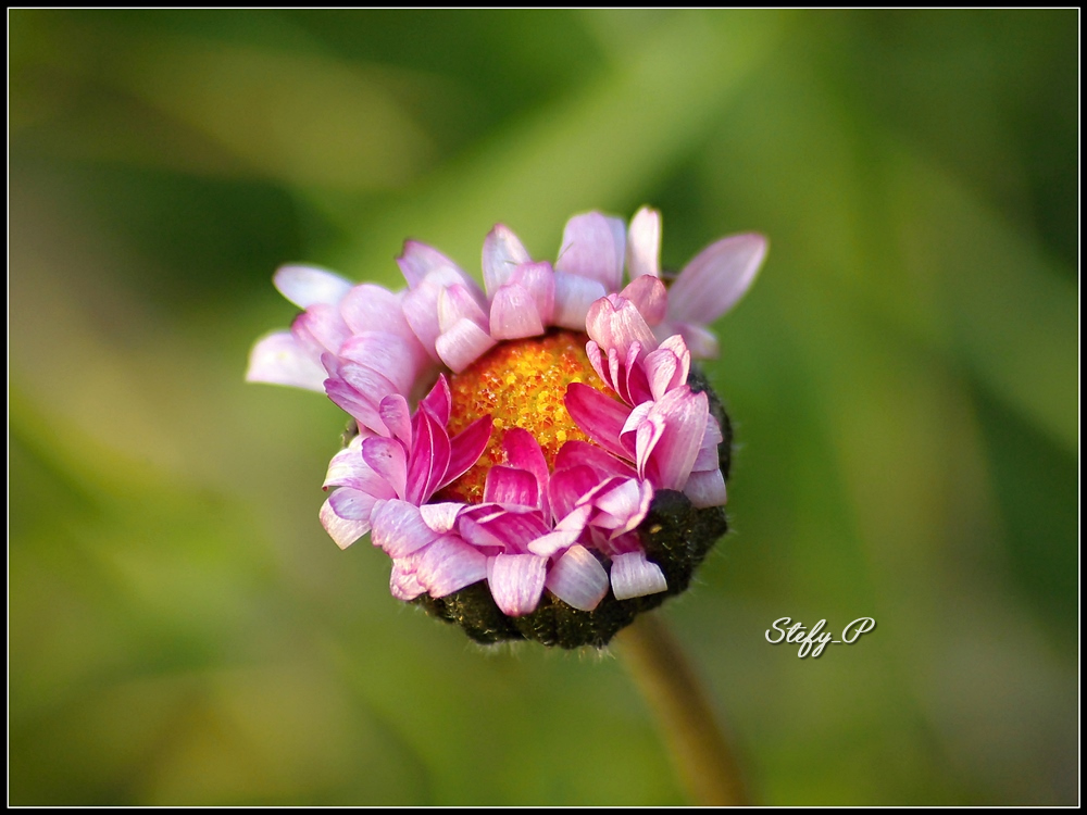 Piccoli petali (reloaded)