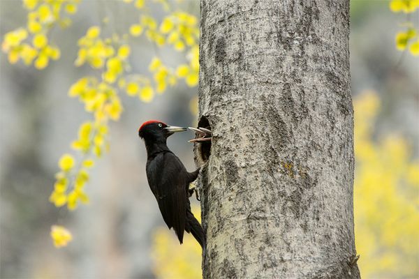 Piccoli picchi crescono