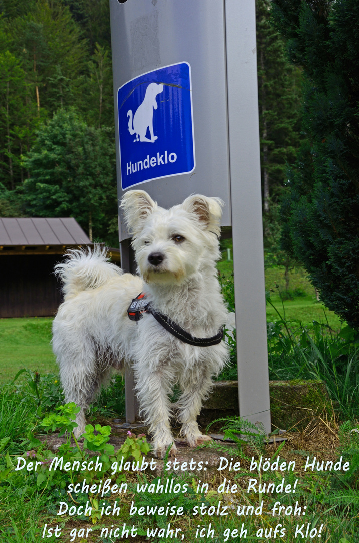 Piccolino auf dem Hundeklo