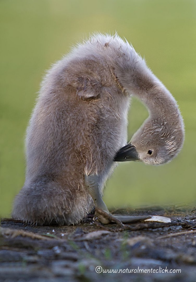 Piccolo di Cigno selvatico