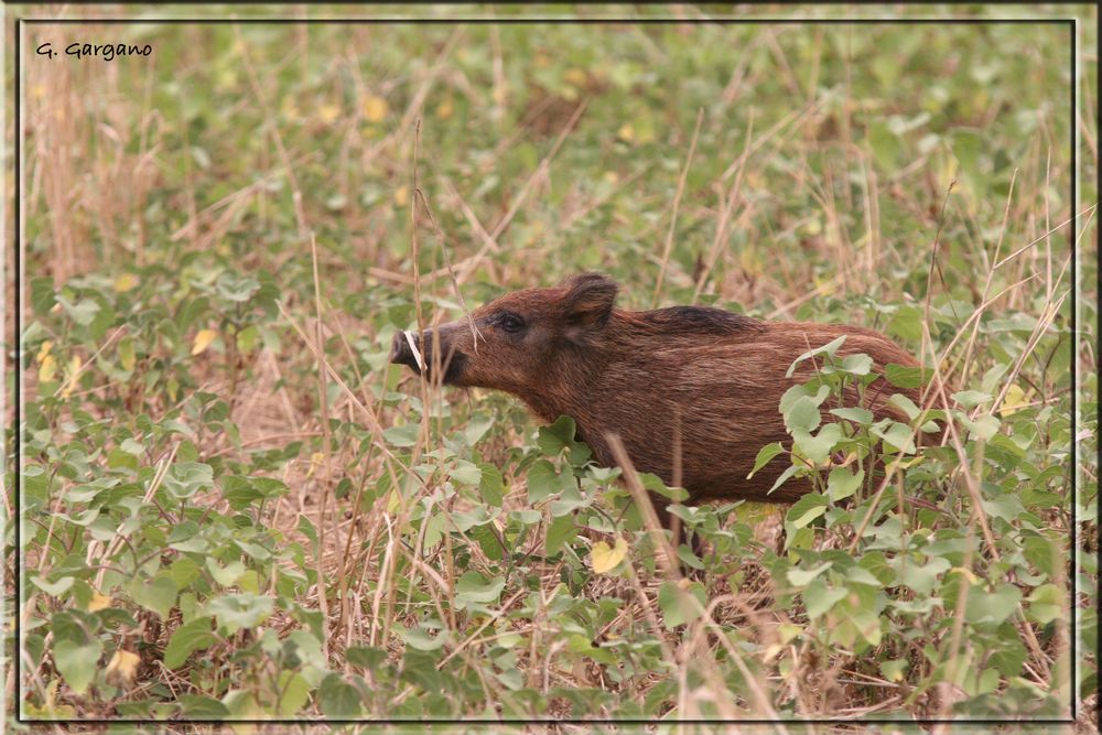 Piccolo di Cinghiale .