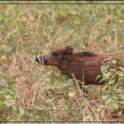 Piccolo di Cinghiale .