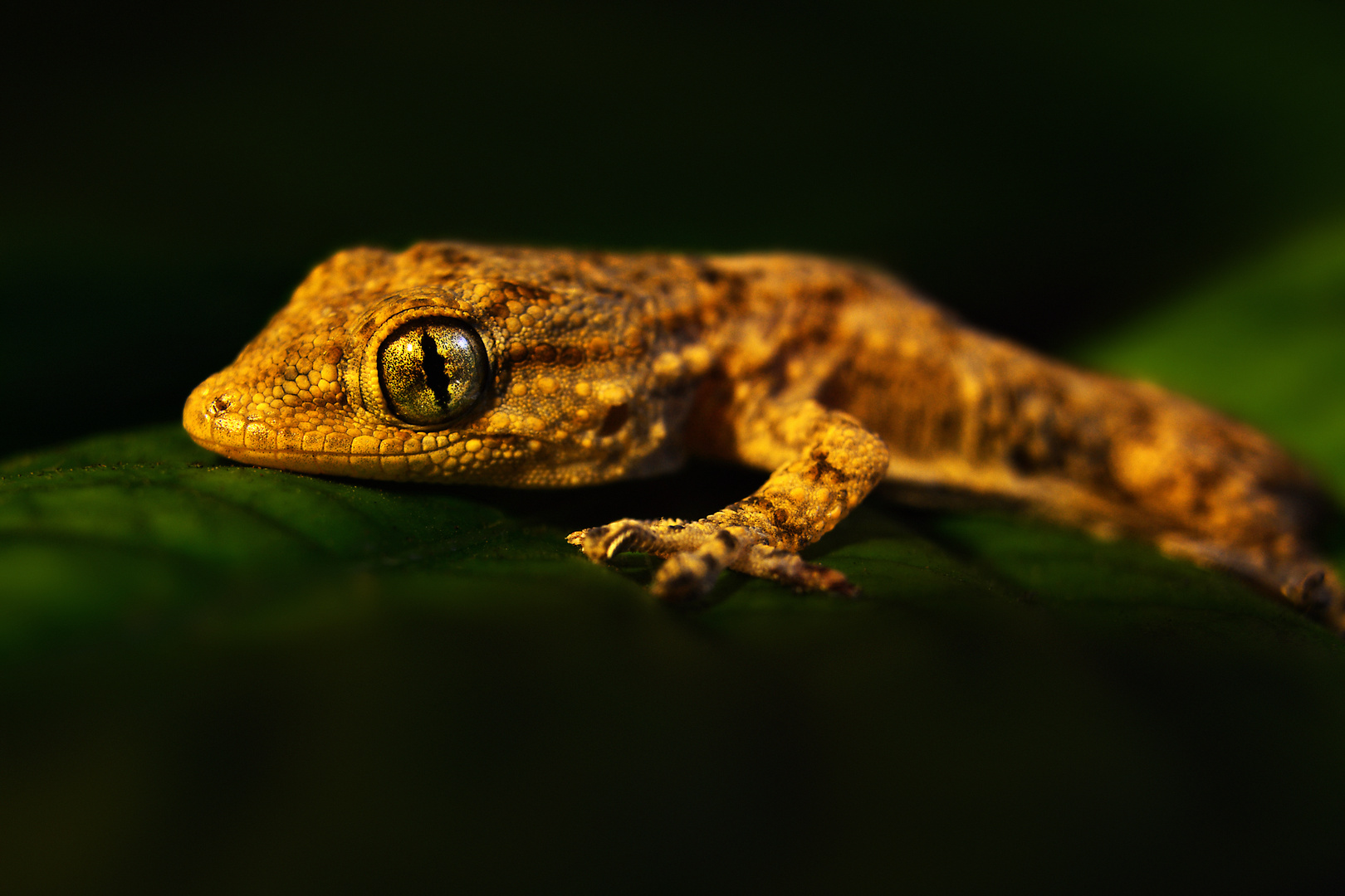 Piccolo di Geco Foto Immagini animali, rettili e anfibi, macro Foto su Piccolo di Geco Foto Immagini animali, rettili e anfibi, macro Foto su