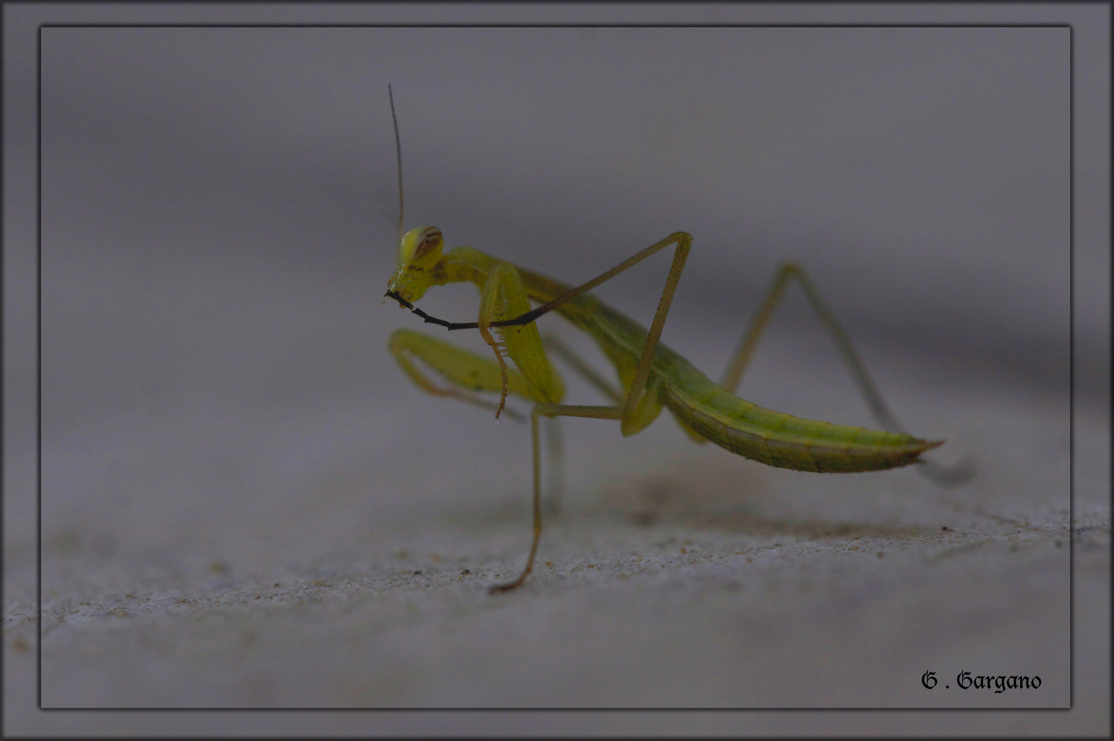 Piccolo di Mantide Religiosa.