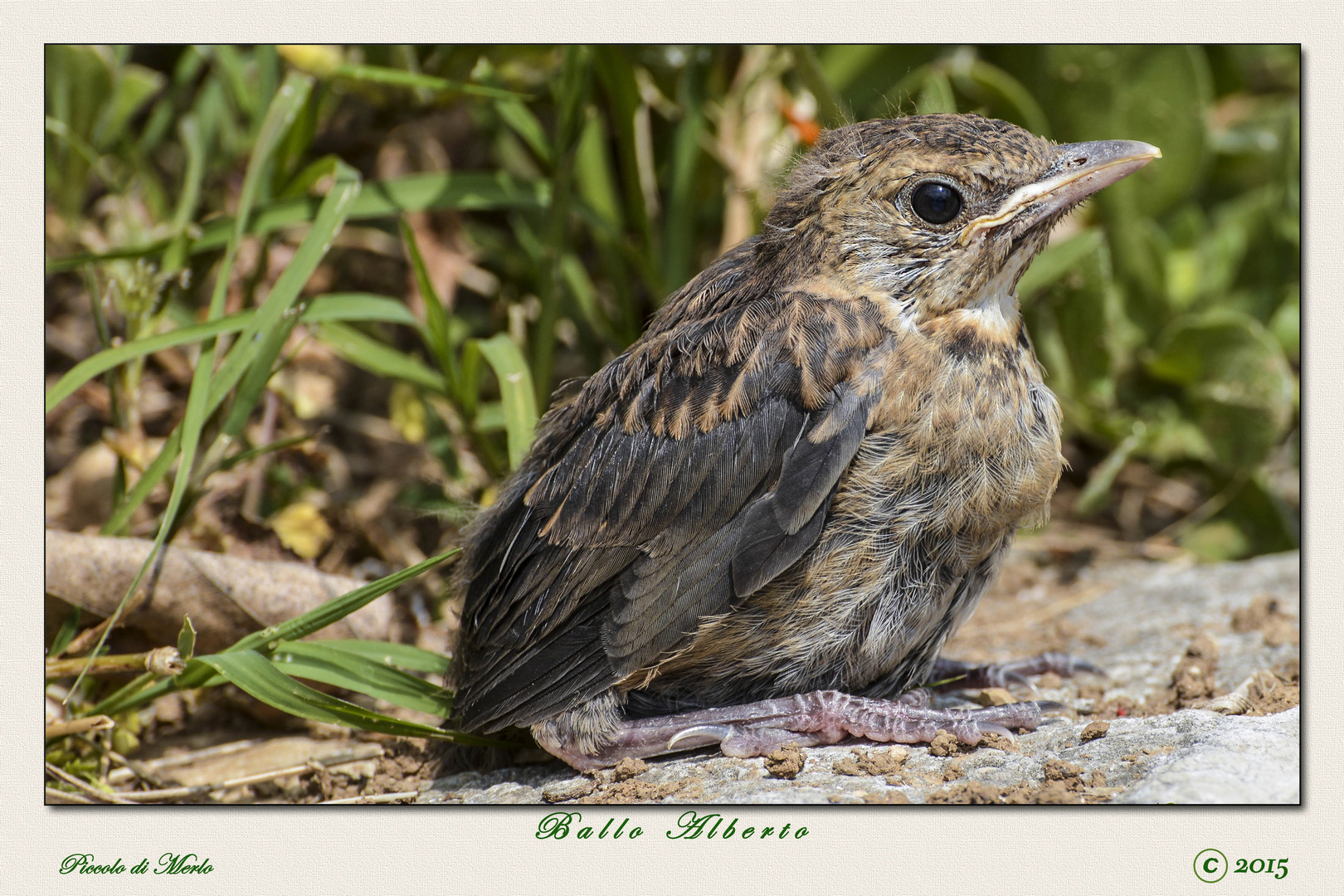 Piccolo di Merlo Foto Immagini animali, uccelli allo stato libero, animali allo stato libero Piccolo di Merlo Foto Immagini animali, uccelli allo stato libero, animali allo stato libero