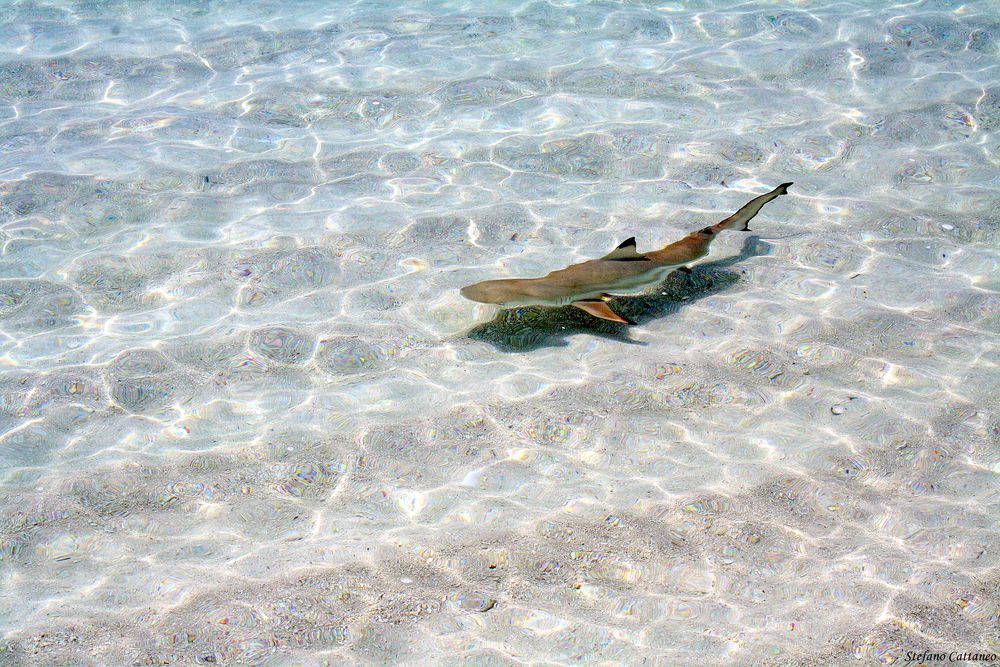 Piccolo di squalo pinna nera Foto Immagini asia, indian ocean