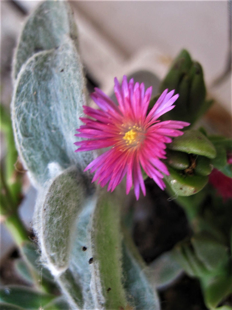 Piccolo fiore Foto Immagini piante, fiori e funghi, fiori, natura