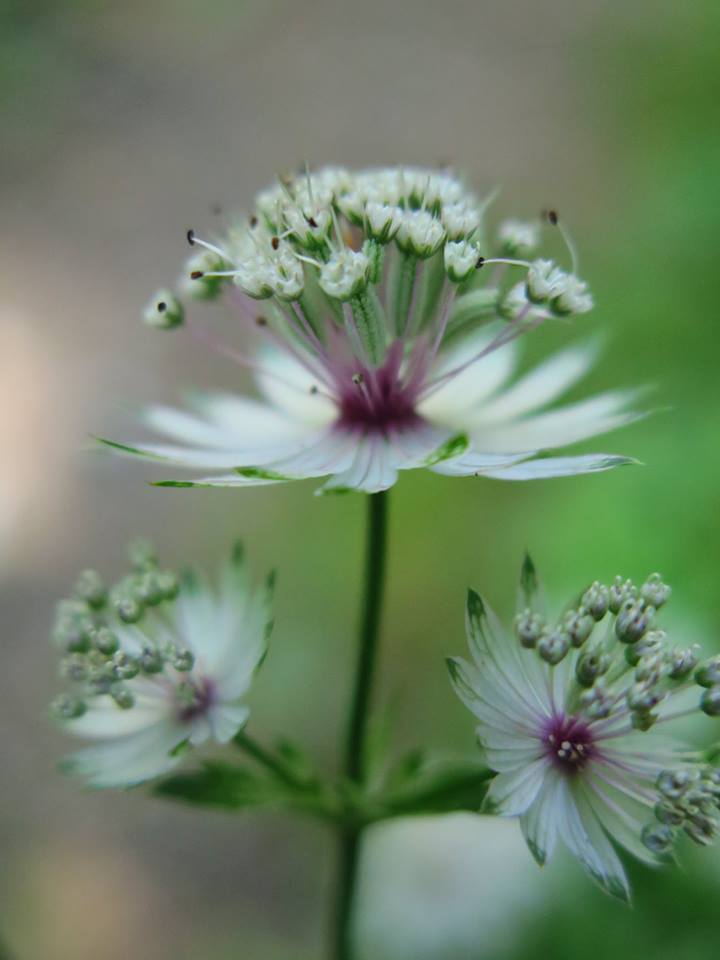 Piccolo fiore