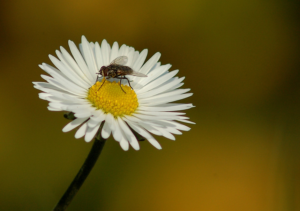 PICCOLO FIORE