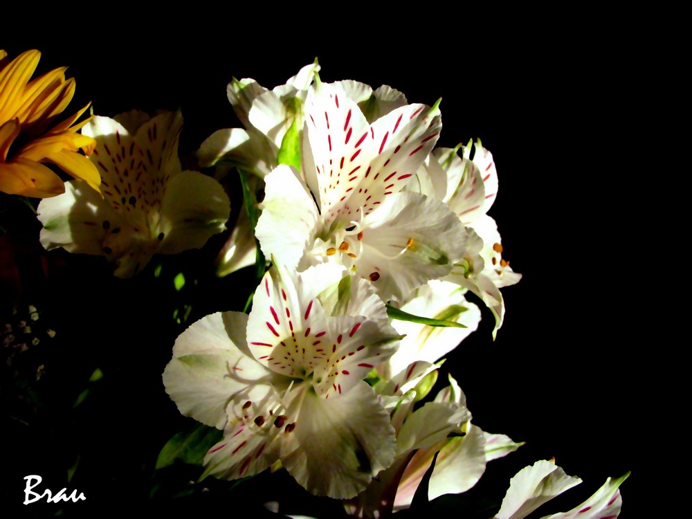 Piccolo fiore. Foto Immagini piante, fiori e funghi, natura Foto su