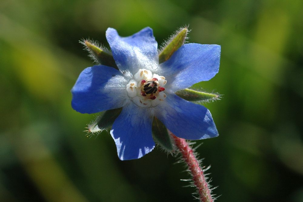 piccolo fiore blu Foto Immagini piante, fiori e funghi, natura Foto