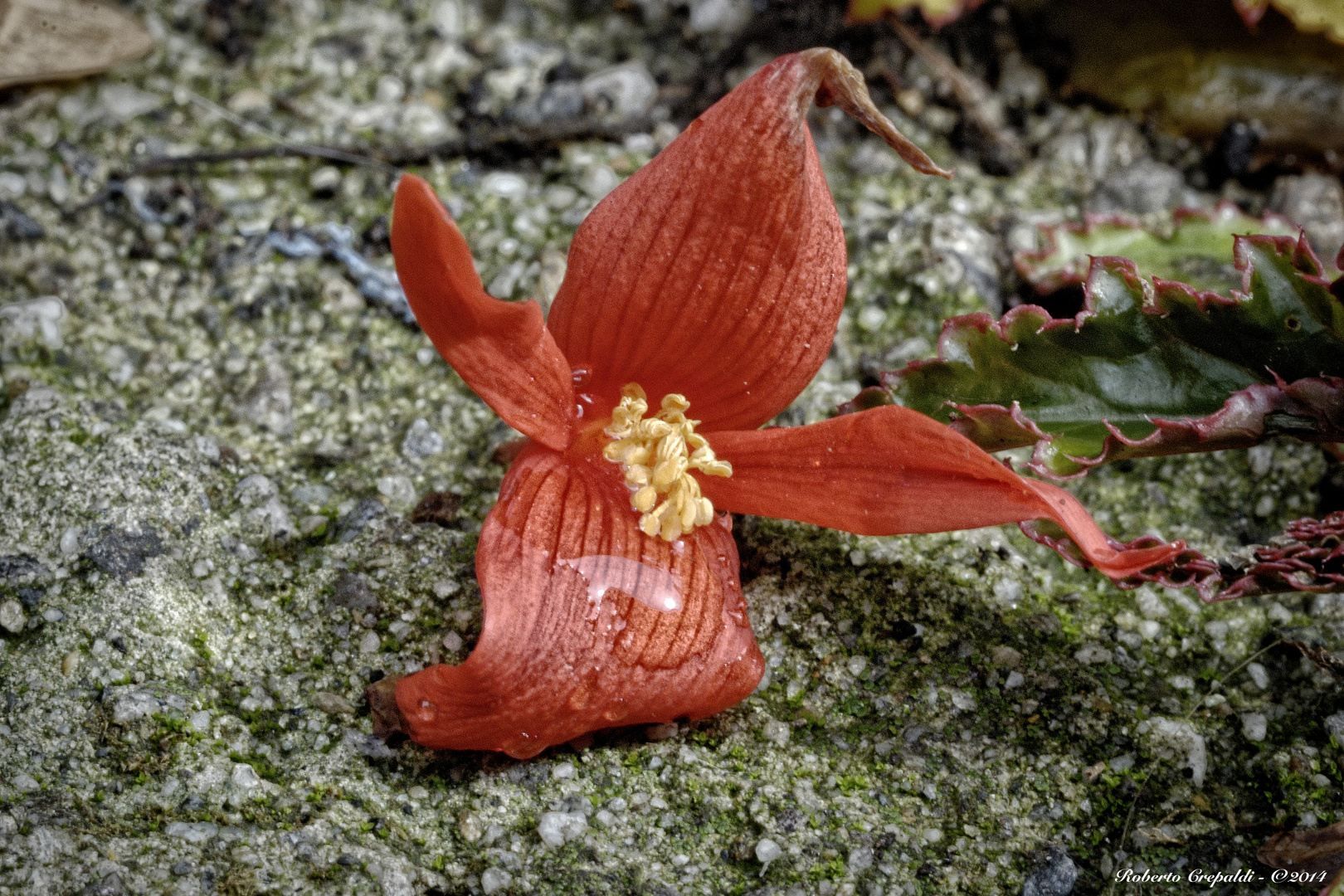 Piccolo fiore rosso