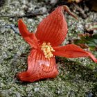 Piccolo fiore rosso