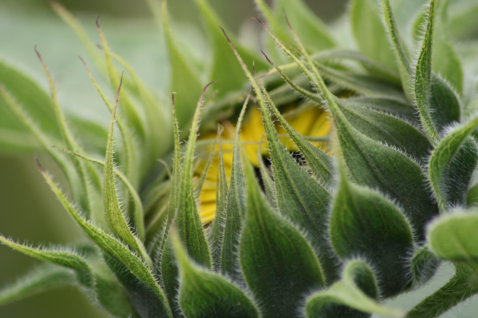 piccolo girasole