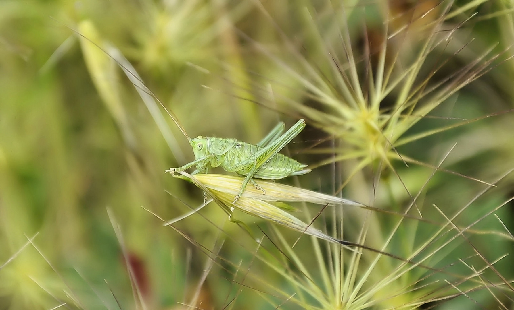 Piccolo grillo corazzato