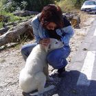 piccolo pastore in cerca di coccole