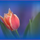 piccolo tulipano