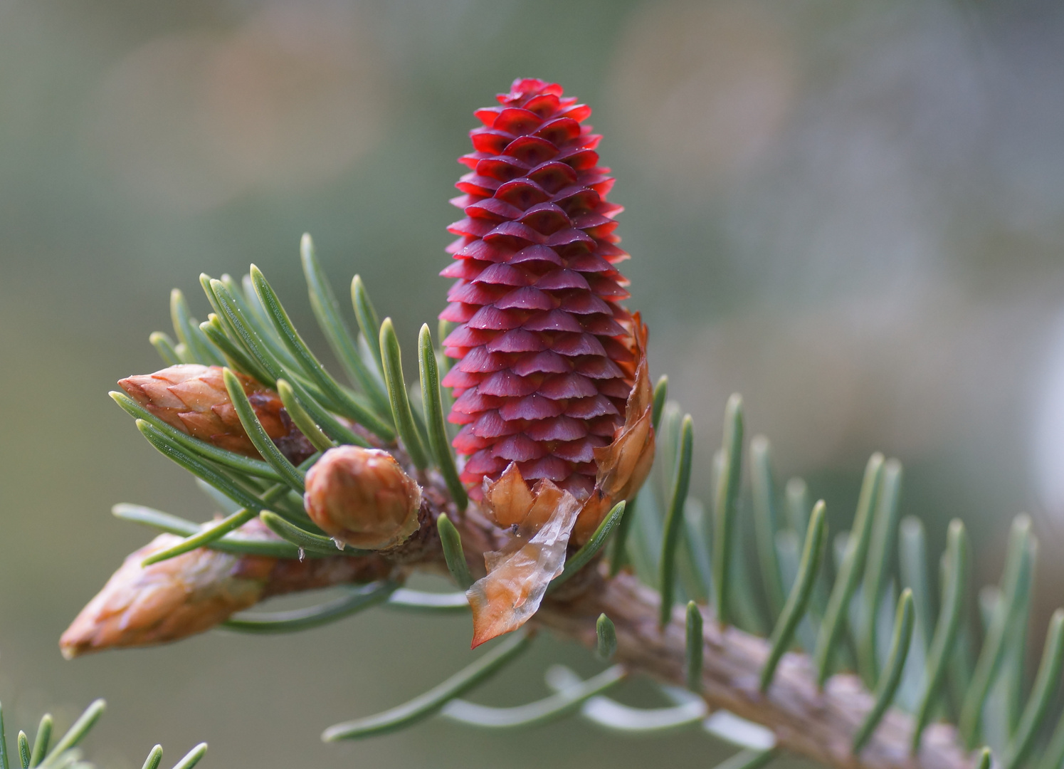 Picea