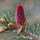 Picea