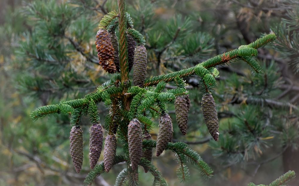 Picea Abies Acrocana...