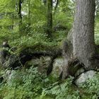 Picea Abies auf Kalkfelsen