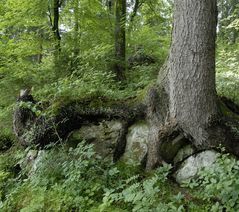 Picea Abies auf Kalkfelsen