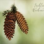 Picea abies - Gemeine Fichte....