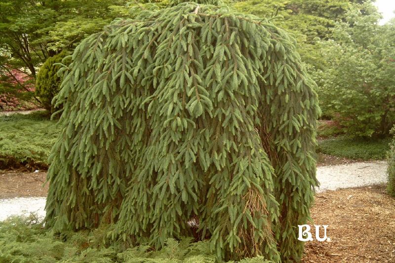 Picea omorika 'Pendula'