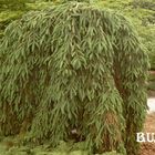 Picea omorika 'Pendula'