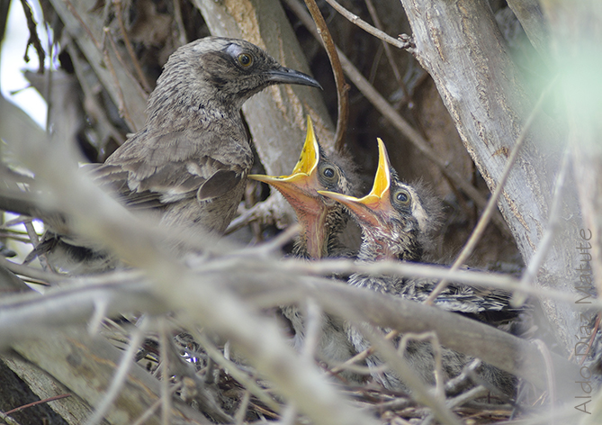 Pichones de Calandria Colilarga