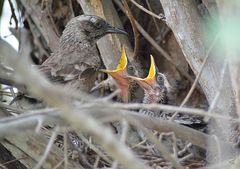 Pichones de Calandria Colilarga