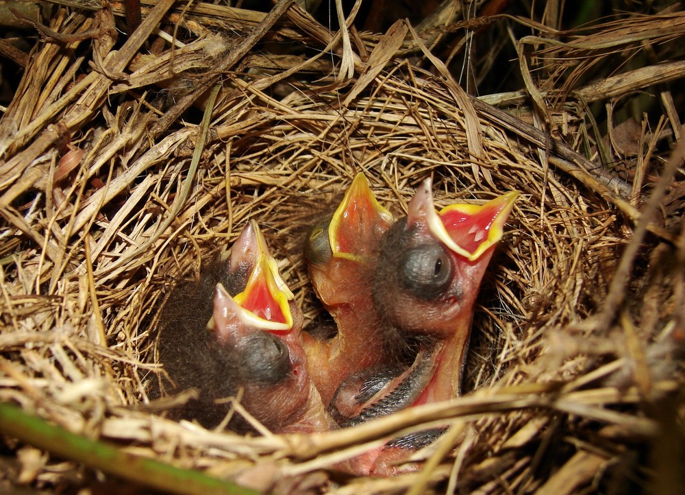 pichones de chingolo