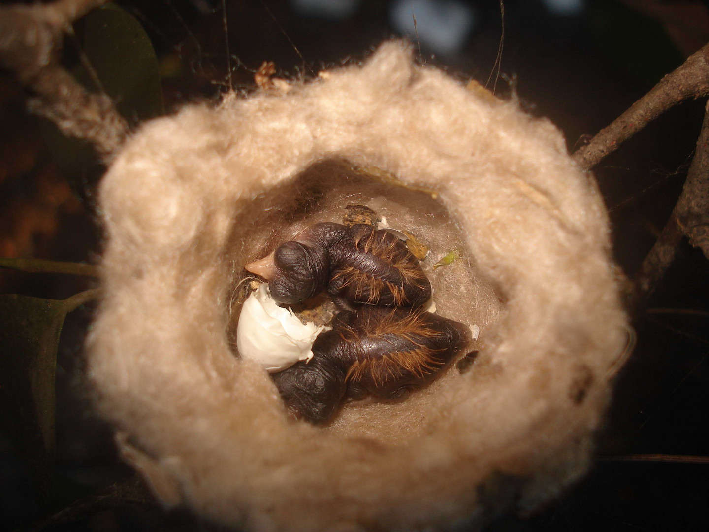 pichones de Zunzún