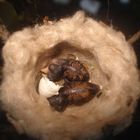 pichones de Zunzún