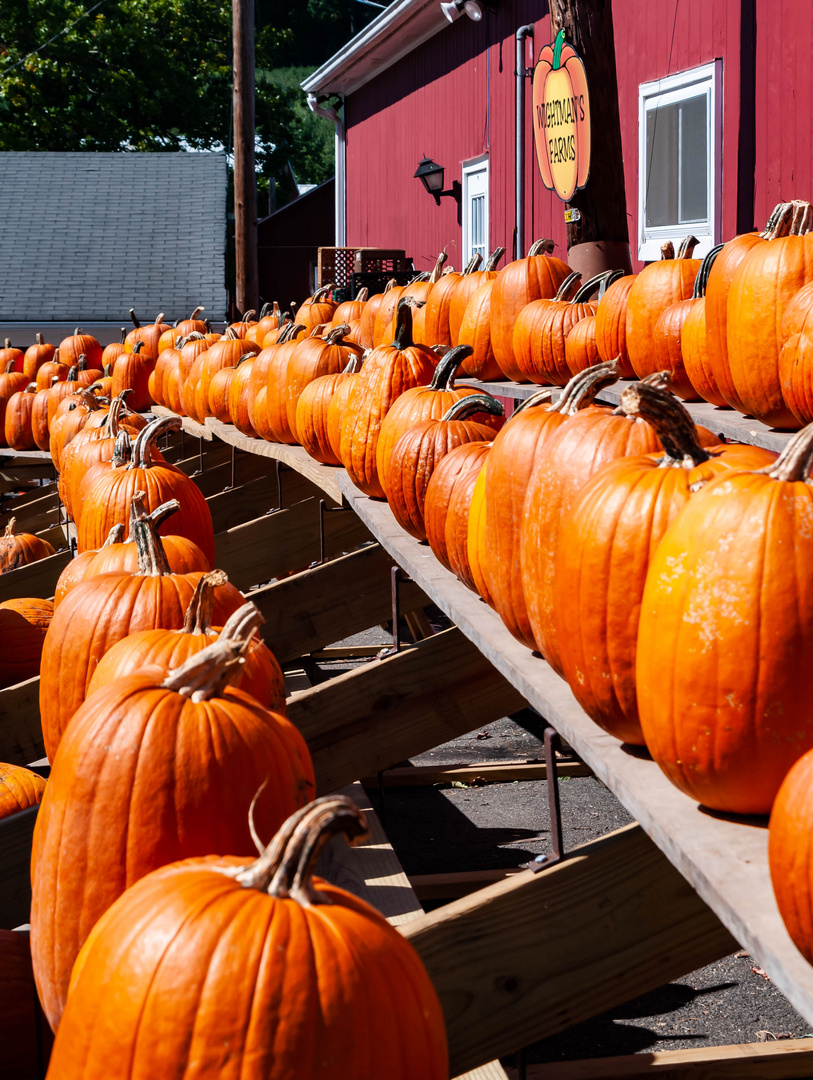 Pick a Pumpkin