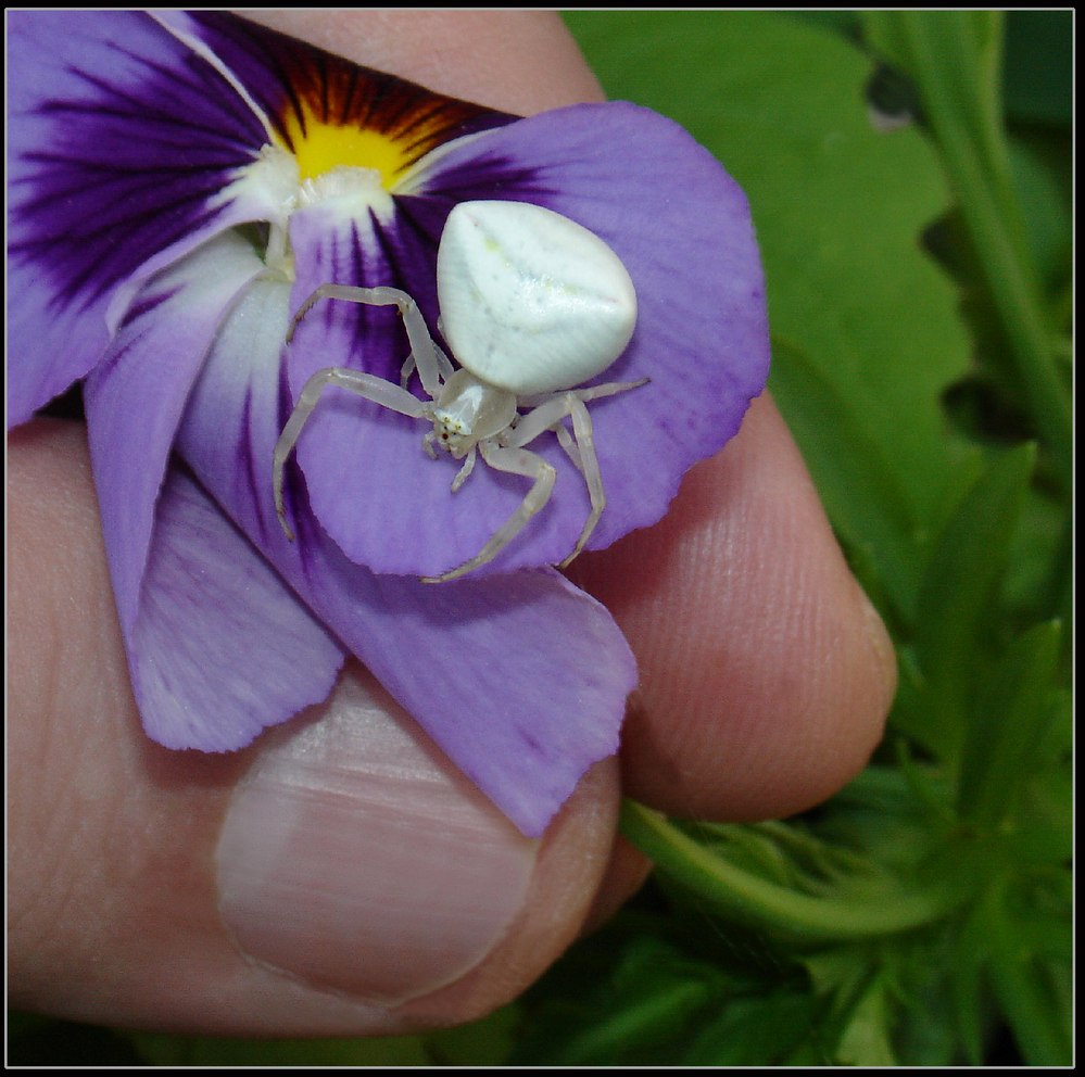 Pick Another Flower, This Is My Home!