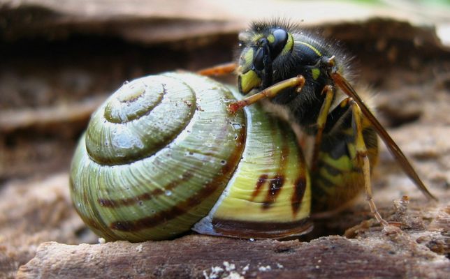 Pick on someone your own species!