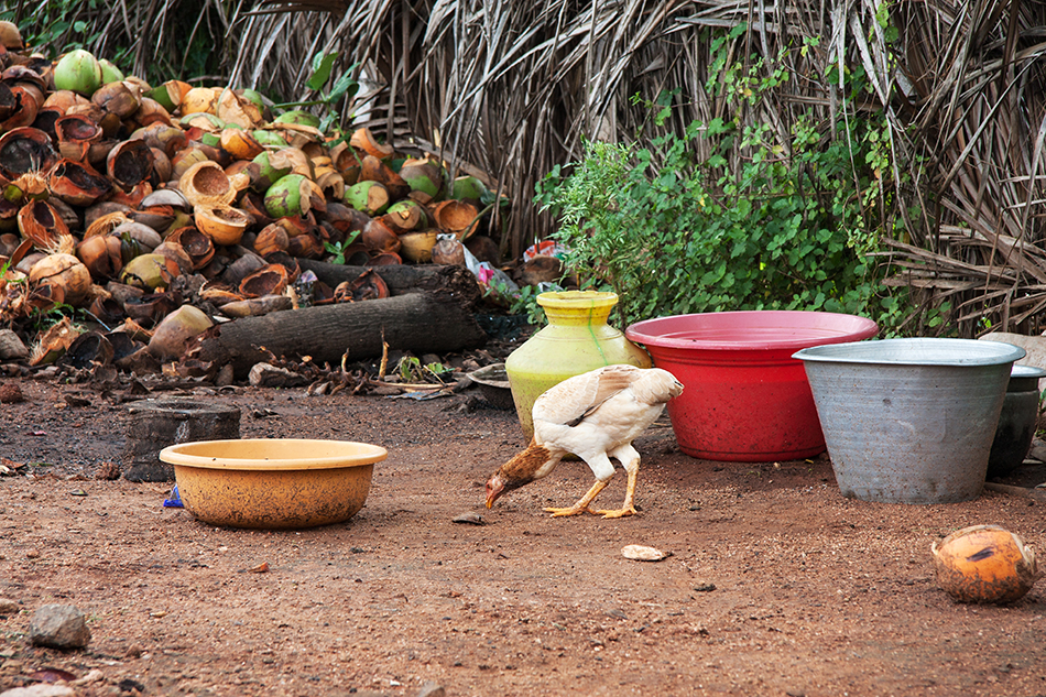 pick pick mit coconut