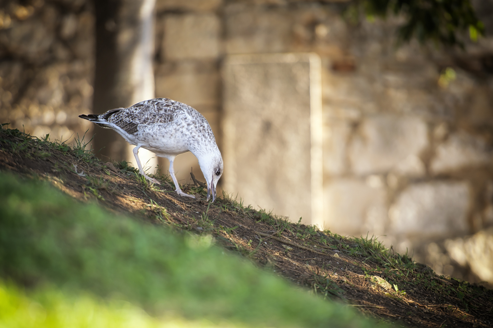 Pickende Möwe